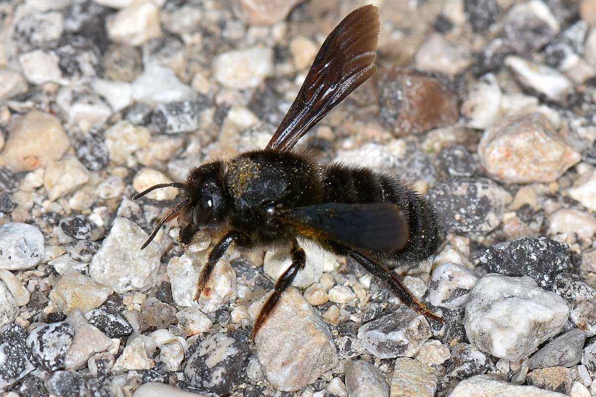 Apidae Megachilinae: Chalicodoma parietina?  S !
